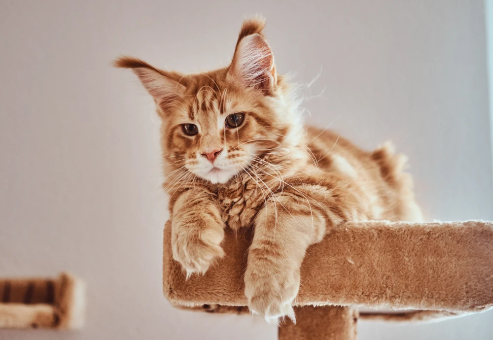 best pet video camera