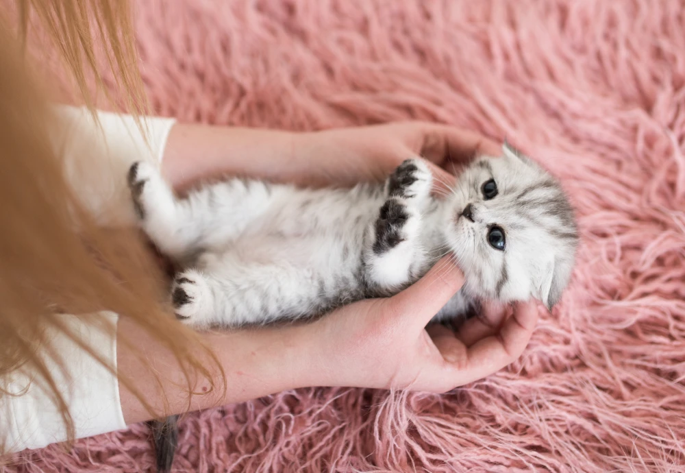 best pet video camera